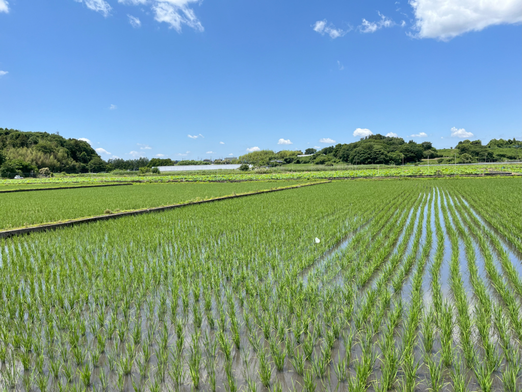 田園風景